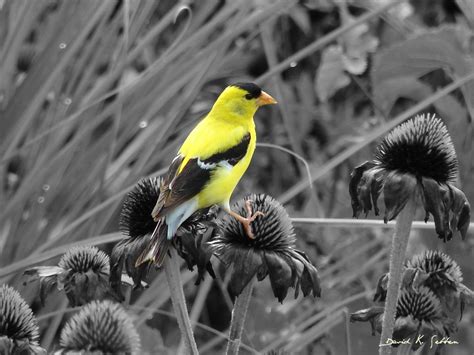 Iowa State Bird The Eastern Goldfinch Is Iowas Official S Flickr
