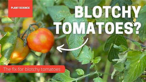 Why Are My Tomatoes Blotchy The Causes For Blotchy Tomatoes