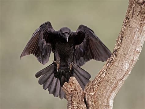 30 Raven Bird Background Arumihikaru