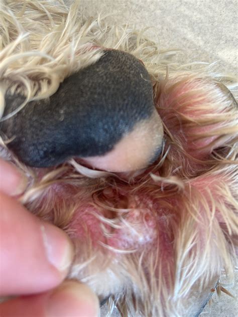 My Dog Has A Strange Looking Lump Between His Toes On The Underside Of
