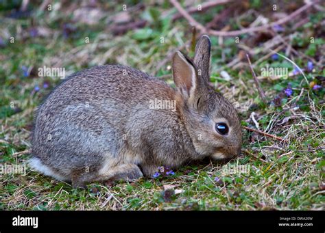 Baby Wild European Rabbit Oryctolagus Hi Res Stock Photography And