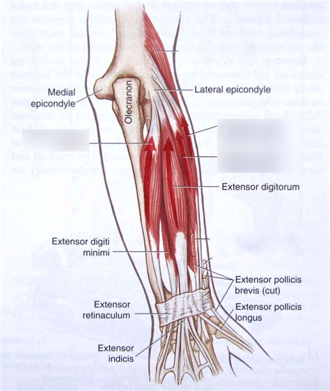 Wrist Extensor Muscles Diagram Quizlet