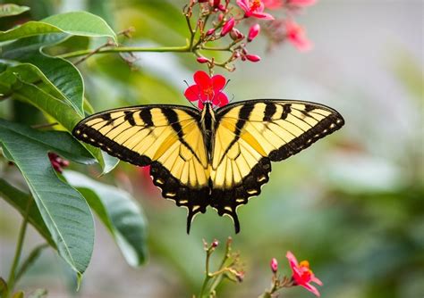 Yellow Butterfly Meanings What Do They Symbolize