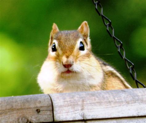 How To Control Chipmunks In Your Garden And Yard Dengarden