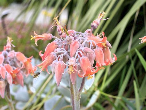Cacti are the perfect plant for the novice gardener. Succulent & Mediterranean Garden - Collections - MCBG Inc ...