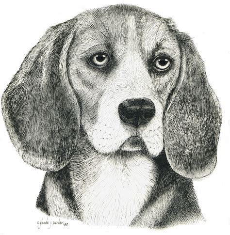 Beagle 89 Drawing By Glenda Denny Fine Art America