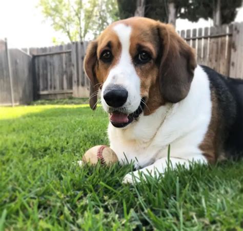20 Basset Hounds Mixed With Corgi The Paws