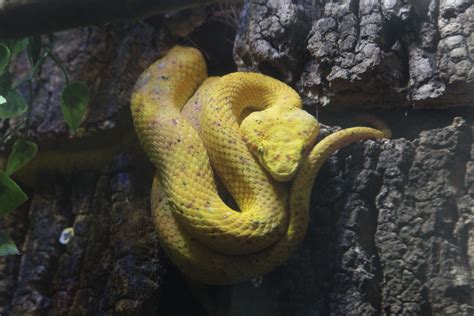 Viper Snake Animals Discover Blue Planet Aquarium