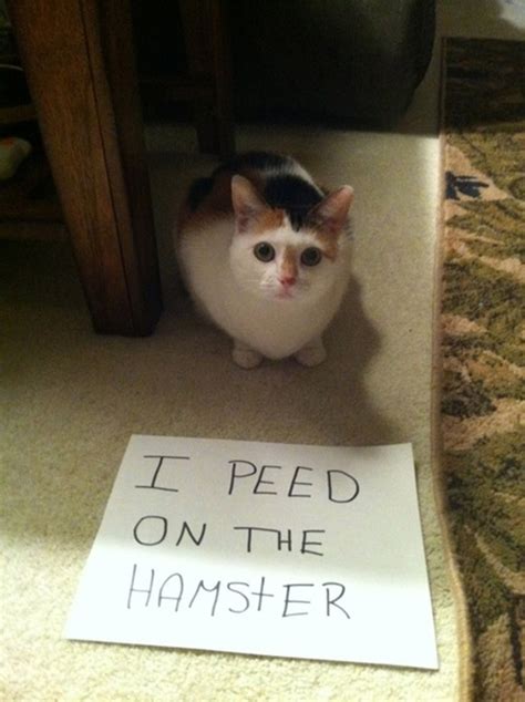 The 27 Naughtiest Cats In The World Hilarious Cat Shaming Gallery