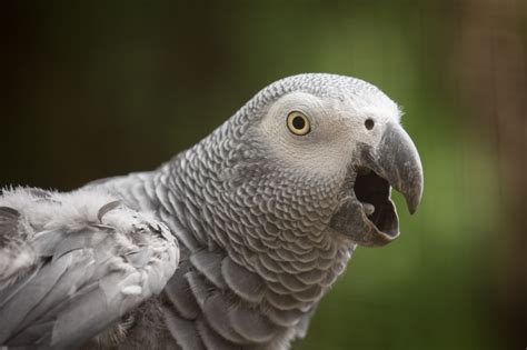 African Grey Parrot Wallpapers Backgrounds