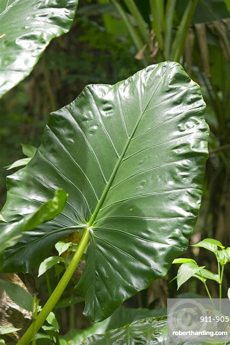 Tropical Rainforest Plants On Fiji Stock Photo