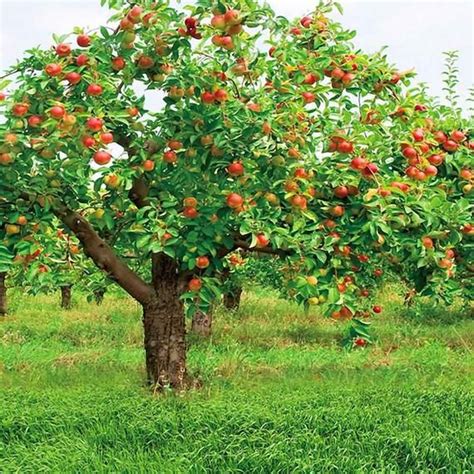 Apple Tree Backdrop Computer Printed Photography Background Etsy In