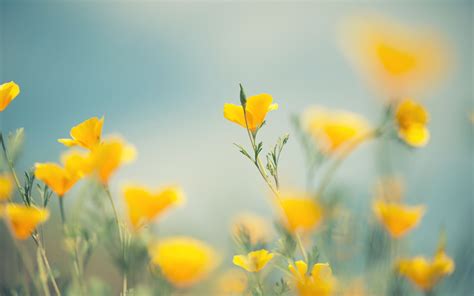 Yellow And Blue Flowers Wallpapers Wallpaper Cave