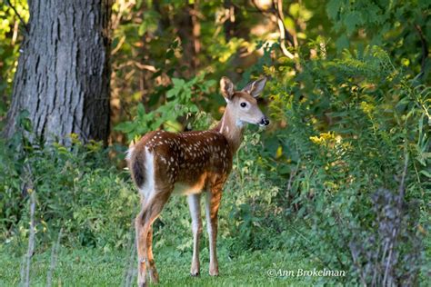 Ann Brokelman Photography White Tailed Deer With Fawns Sept 2016