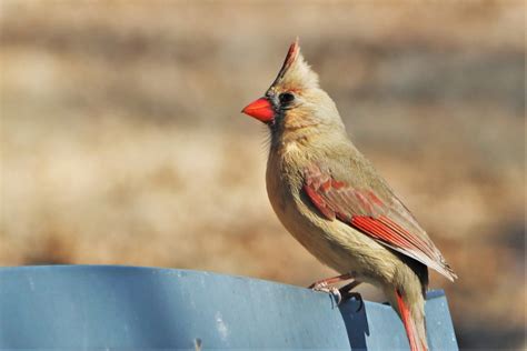 Female Cardinal Bird Close Up Free Stock Photo Public Domain Pictures
