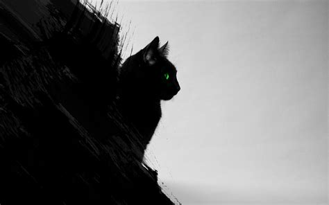 Cat Silhouette Cat Black Cats Animals Green Eyes Hd Wallpaper