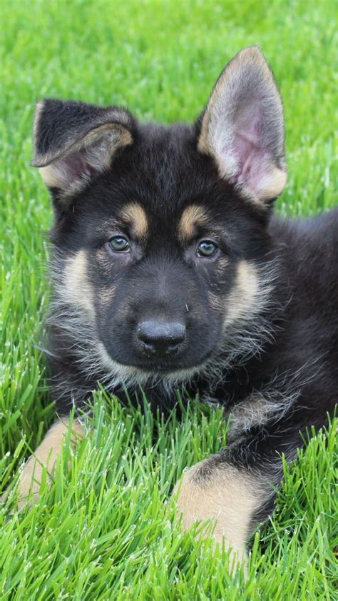 Pick your very own german shephard puppy as a loyal guard dog and energetic, playful pal! German Shepherd Puppies for Sale | Puppies, Cute animals ...