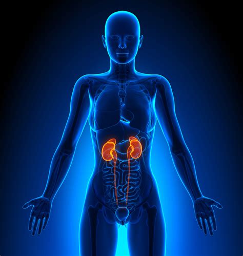 Kidneys Female Organs Human Anatomy Le Quotidien Du Patient