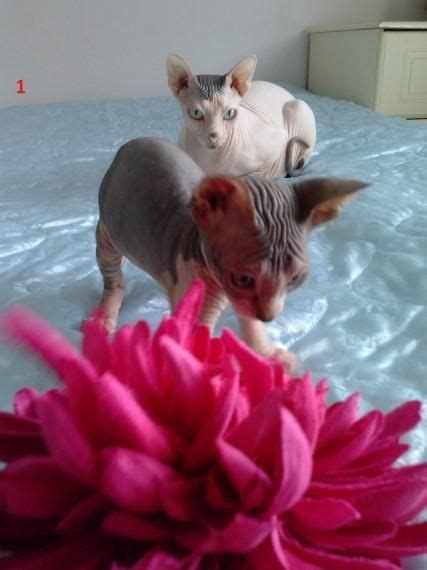 Sphynx Cats For Sale North Las Vegas Nv 136869