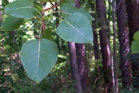 Eastern Cottonwood Populus Deltoides Footsteps In The Forest