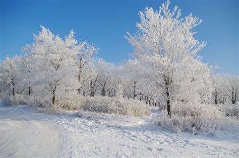 High Definition Wallpaper Of Winter Picture Of Snow Morning