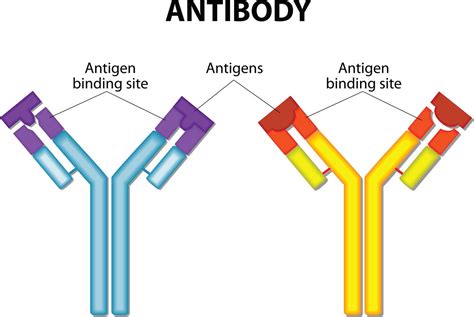 Cancers Magic Bullet Monoclonal Antibody Therapy By Kay Fox Medium