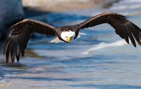 Обои море взгляд полет природа птица крылья орёл летит водоем
