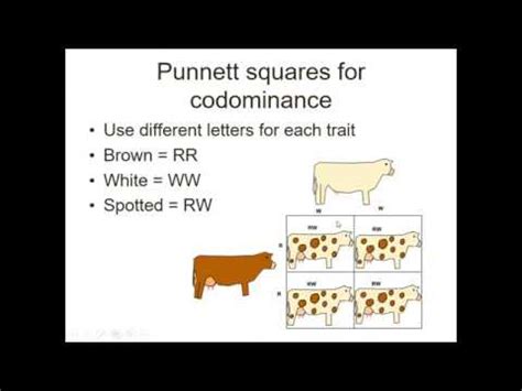 Ppt Codominance Punnett Squares Youtube