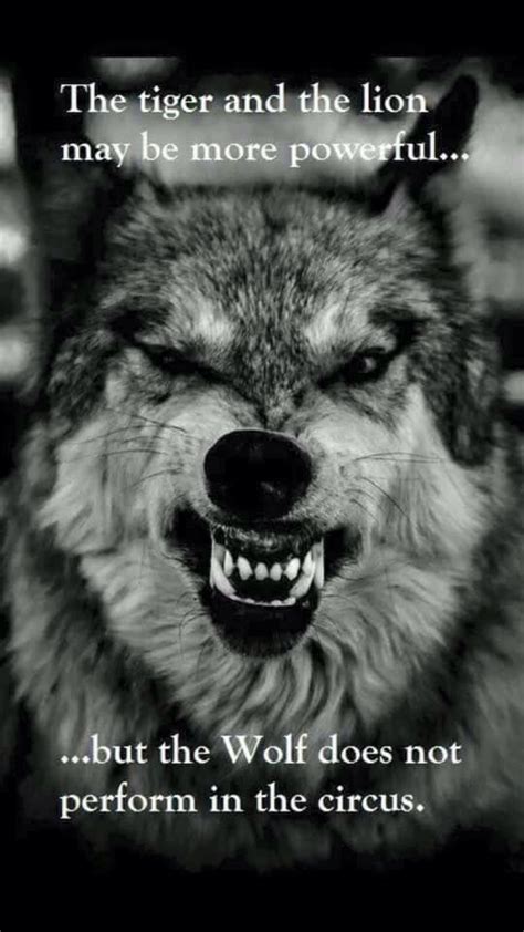 Proverbs and quotes about wolves. Pin by Elly Olmeda on Wolves | Wolf quotes, Animals ...