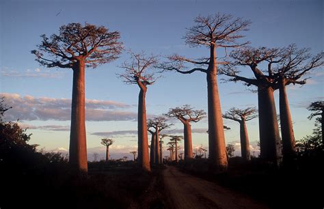 De Grandes Ambitions Pour Le Tourisme à Madagascar Actualités Cci