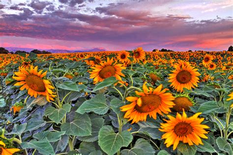 Pink Skies And Sunflowers Photograph By Scott Mahon