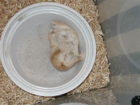 Hamster Sand Baths All You Need To Know My House Animals
