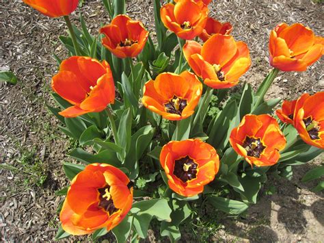Orange Tulips Free Stock Photo Public Domain Pictures