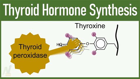 Synthesis Of Thyroid Hormones