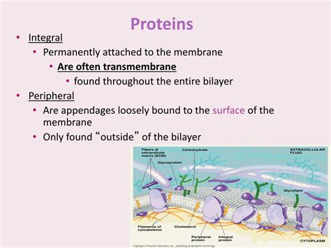 Ppt Cell Membrane Structure Function And Cell Transport Ms Kim