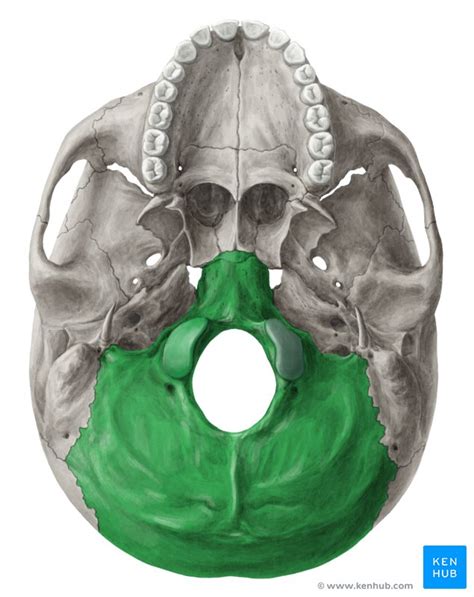 Hueso Occipital Anatomía Bordes Y Desarrollo Kenhub