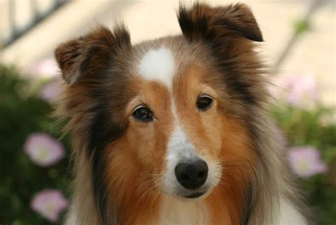 21 Cute Shetland Sheepdog Mix Breeds W Pictures And Videos