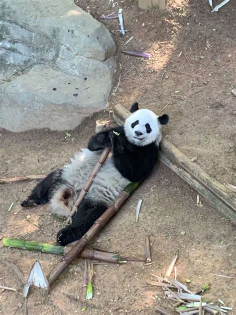 Panda Updates Monday May 24 Zoo Atlanta