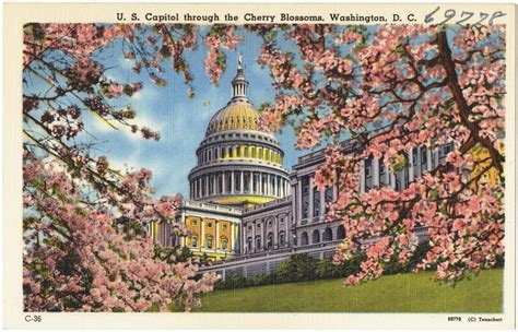 U S Capitol Through The Cherry Blossoms Washington D Flickr
