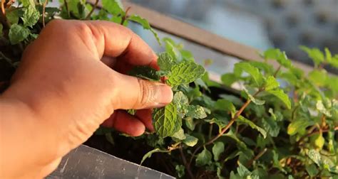 How To Harvest Mint A Simple Guide Micro Farm Guide