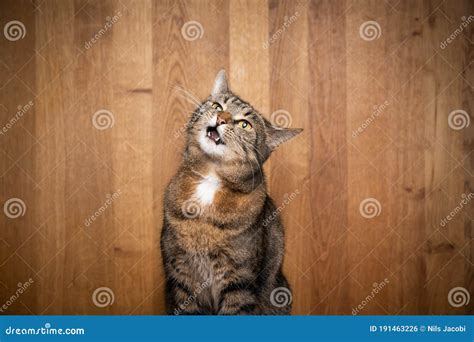 Funny Tabby Cat Portrait Stock Photo Image Of Breed 191463226