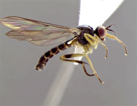 La Danza Del Cortejo Las Dos Primeras Especies De Moscas Bailarinas