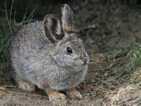 Wild Rabbits Of Norcal Mountain Valley Living