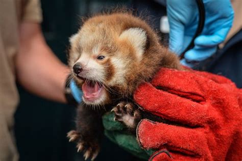 Rare Red Panda Cubs Given First Check Up At Chester Zoo North Wales Live
