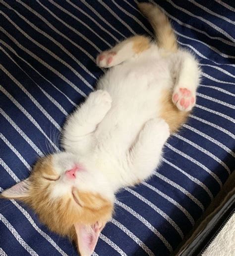 Just A Bunch Of Pics Showing A Munchkin Kitten That Sleeps Like A Human