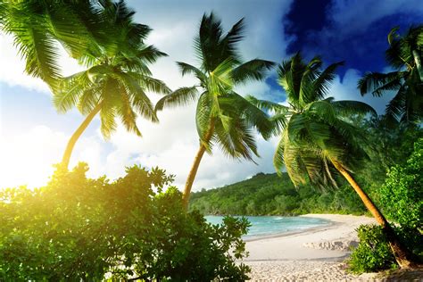 beach, Landscape, Palm Trees Wallpapers HD / Desktop and Mobile Backgrounds