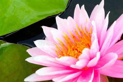 Pink Water Lily Flower Stock Image Image Of Nature Garden 31544101