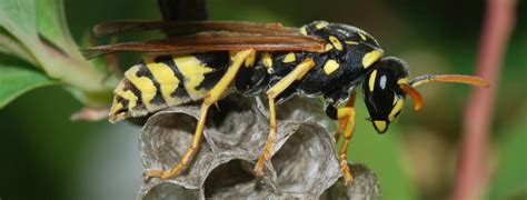 Okc Pest Control Warns Against Paper Wasps The Bug Guy Pest Control Okc