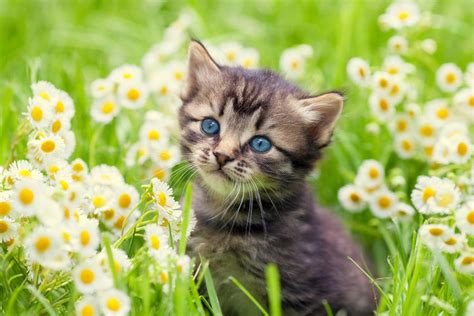 20 Interesting Cat Facts Fun Facts About Cats Petal Talk