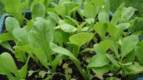 How To Grow Mustard Greens Mustard Greens Growing Vegetables Edible